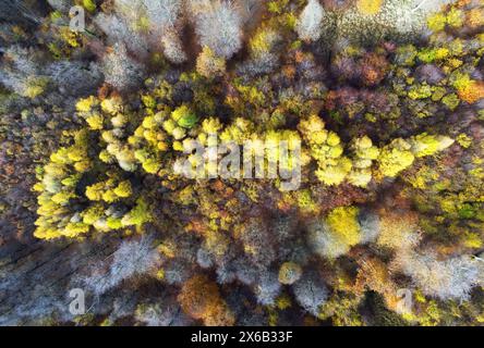 Autumn in forest aerial top view. Mixed forest. Soft light in countryside woodland or park. Drone shoot above colorful green texture in nature Stock Photo