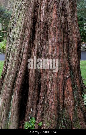 A closeup view of the rough bark the Dawn Redwood Metasequoia glyptostroboides tree growing in Trenance Gardens in Newquay in Cornwall in the UK. Stock Photo