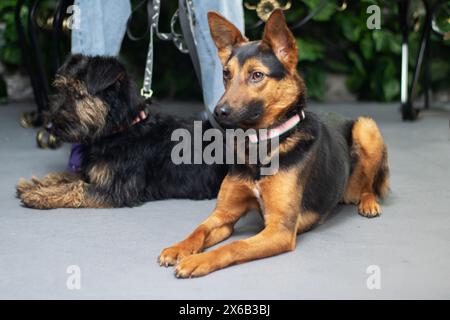 Two German shepherd dogs are resting on the ground. One of them has a distinctive pink collar. German shepherds are a breed known for their loyalty an Stock Photo