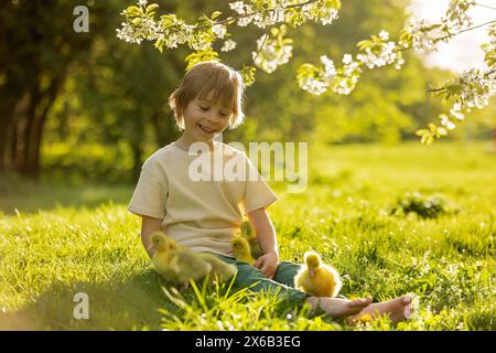Happy beautiful child, kid, playing with small beautiful ducklings or goslings, cute fluffy yellow animal birds in the park Stock Photo