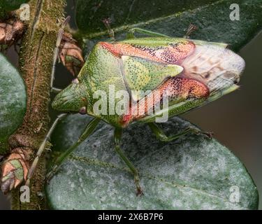 Close up of Juniper Shieldbug (Cyphostethus tristriatus) on cypress ...