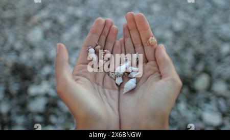 A person is shown with their hands held in front of them, adorned with shells. The shells are various shapes and sizes, adding texture and visual interest to the composition. Stock Photo