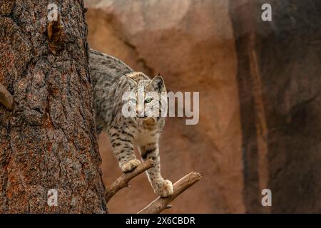 Bobcat in a tree Stock Photo
