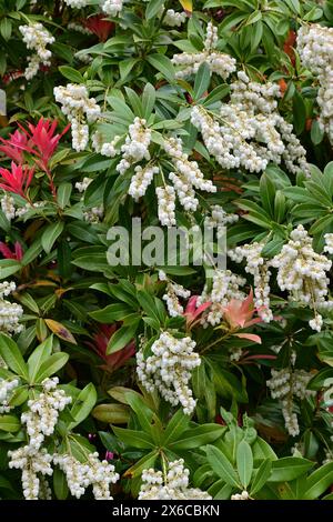 Pieris japonica 'Forest Flame' - Japanese andromeda, Norfolk, England, UK Stock Photo
