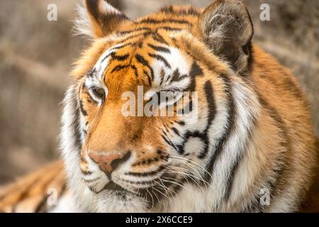 Sumatran Tiger Stock Photo