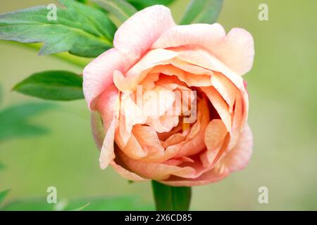 Beige Paeonia "Harvest" Flower Flowers Blooming Blooms Flowering In Bloom, Opening, May Spring, Paeonia Lutea Hybrid Tree Peony Peonies Stock Photo