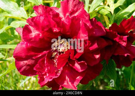 Red Paeonia "Pluto" Head Flower Flowers Blooming Blooms Flowering In Bloom, Paeonia Lutea Hybrid Tree Peony Peonies Stock Photo