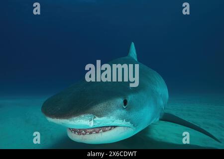 Bahamas Shark Dive With Great Hammerhead Shark And Tiger Shark In The 