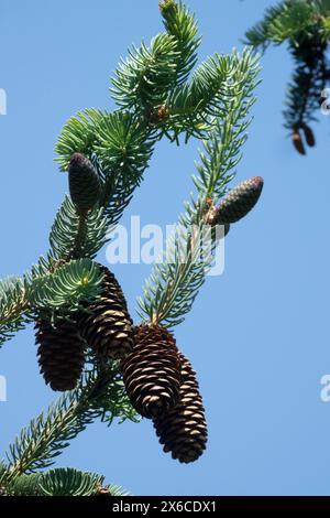 Dragon Spruce Picea asperata, Male Cones on branch Stock Photo