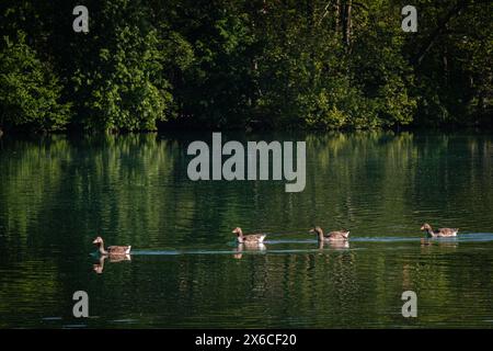 Four greylag geese lined up on a sunny lake. Stock Photo