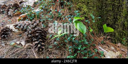 A mossy tree stump with pine cones and ivy growing on it Stock Photo