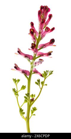 Common fumitory flowers isolated on white Stock Photo