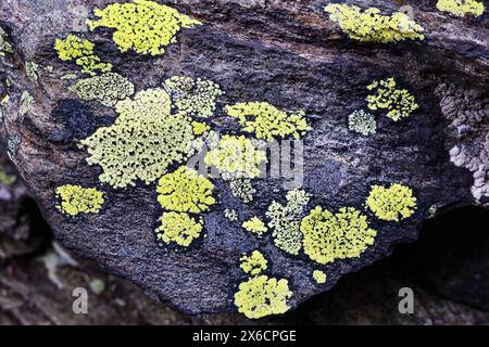 Rhizocarpon geographicum Lichen On A Rock Stock Photo