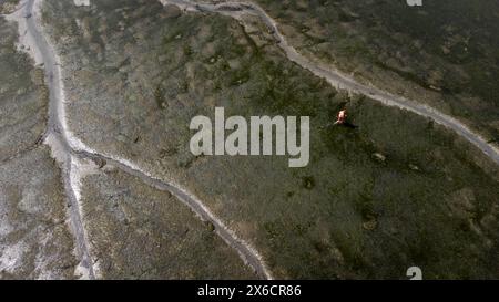 Aerial photograph of the seascape with a tourist walking in the mud at low tide on the Saint-Jacut de la Mer peninsula in the Cotes d'Armor department Stock Photo