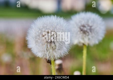 Close-up of Mature Dandelion Seeds in Natural Light, Soft Green Background Stock Photo