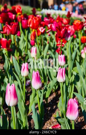 Vibrant Tulip Display at Botanical Garden, Low Eye-Level View Stock Photo
