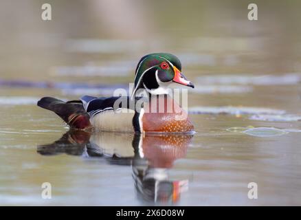 Closeup of a Wood duck male reflection swimming on Mud lake in Ottawa, Canada Stock Photo