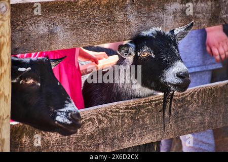 Rustic Interaction with Nigerian Dwarf Goats at Petting Zoo Stock Photo
