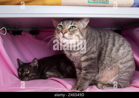 Two gray cats on a pink bed close up Stock Photo