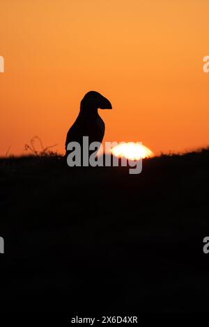Puffin sunrise, Skomer Island, Pembrokeshire Stock Photo