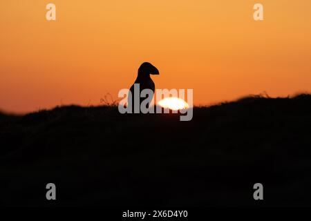 Puffin sunrise, Skomer Island, Pembrokeshire Stock Photo