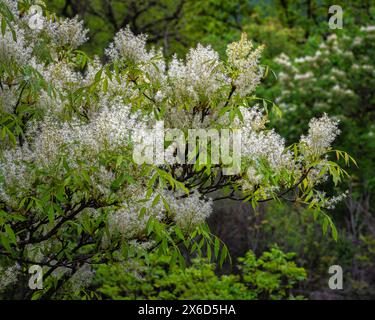 The white lace flower of the manna ash tree, Fraxinus ornus, also known as ash ash. Abruzzo, Italy, Europe Stock Photo