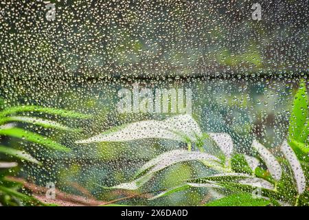 Raindrops on Window with Lush Green Foliage Background Stock Photo