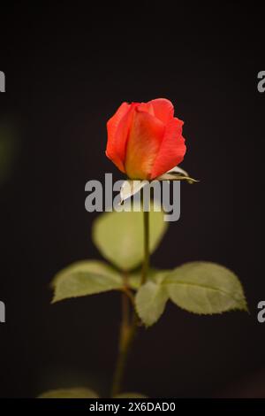 Red Rose isolated on black 15850 Stock Photo