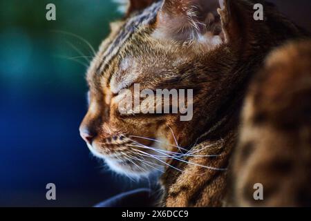 Bengal Cat Grooming Close-Up, Tranquil Indoor Setting Stock Photo