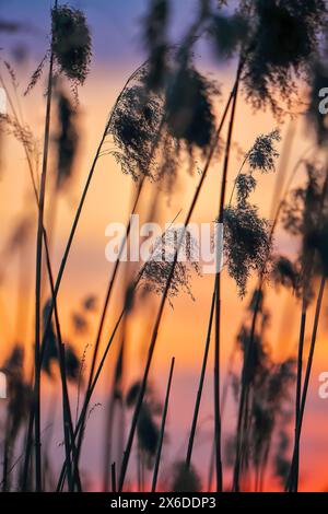 Amazing dried reed on a background sunset. Shallow depth of field Stock Photo