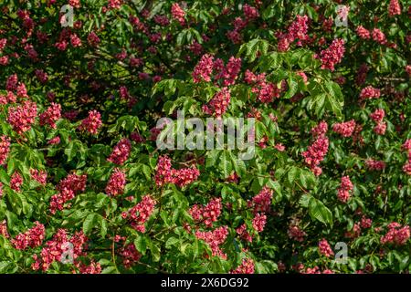Blooming red horse-chestnut (Aesculus × carnea) artificial hybrid tree showing flowers and leaves in spring Stock Photo
