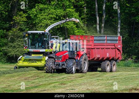 Tractor with trailer running beside Claas Jaguar 870 forage harvester / self-propelled silage chopper harvesting grass from meadow / pasture Stock Photo