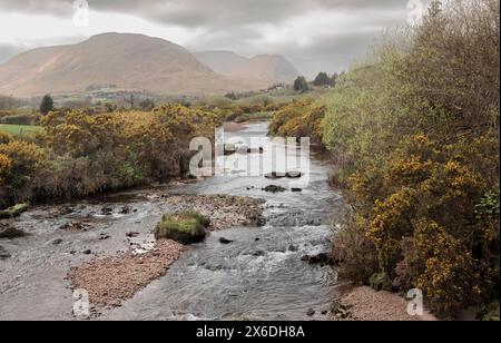 Looking down a riverbed with a gorse edge in remote Ireland Stock Photo