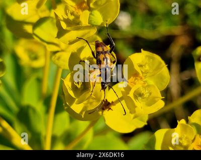 Longhorn beetle spotted on yellow flowers Stock Photo