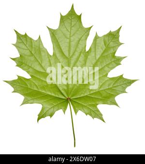 Green Norway maple leaf on isolated background, back side Stock Photo