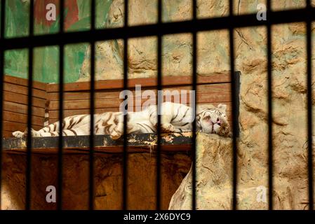 White Bengal Tiger Panthera tigris tigris endangered species of cat lying in cage behind bars in Sofia Zoo, Sofia Bulgaria, Eastern Europe, Balkans Stock Photo