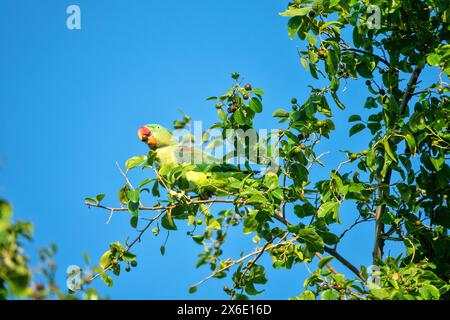 Emerald-collared parrakeet (Psittacula calthorpae, male) feeds on fruits like Juneberry (Amelanchier), winter bird plumage. Now it's a synanthropic bi Stock Photo