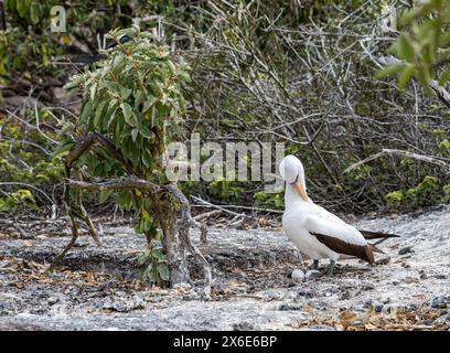 Genovesa Island, Galapagos Islands, 14th May 2024. Tourists return to the island after avian flu closure: the island was closed in October 2023 but the birds are in good health. Pictured: a Nazca booby (Sula granti) with a nest of two eggs. Credit: Sally Anderson/Alamy Live News Stock Photo