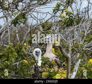 Genovesa Island, Galapagos, Ecuador, South America, 14th May 2024. Tourists return to the island after avian flu closure: the island was closed in October 2023 but the birds are in good health. Pictured: a red-footed booby (which can only be found on this island) with a large chick in a nest. Credit: Sally Anderson/Alamy Live News Stock Photo