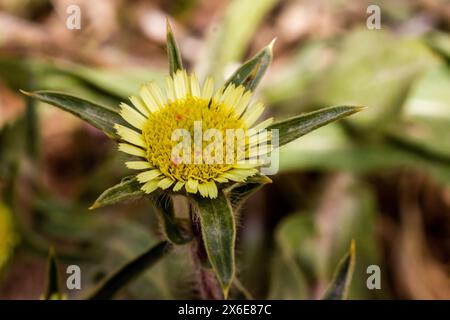 a yellow wildflower in the family park of Zabbar, Malta Stock Photo