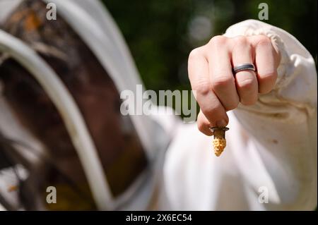 Beekeeper holding a grafted queen cell Stock Photo