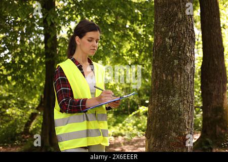 Forester with clipboard and pen examining tree in forest Stock Photo
