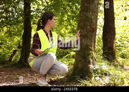 Forester with clipboard examining tree in forest Stock Photo