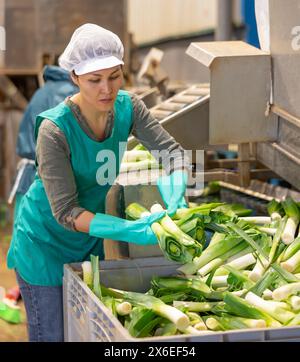 Female worker of vegetable sorting factory arranging lettuce in boxes ...