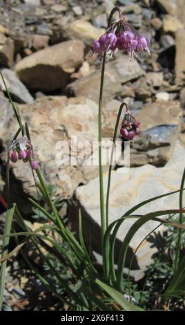 Nodding Onion (Allium cernuum) purple wildflower in Glaicer National Park, Montana Stock Photo