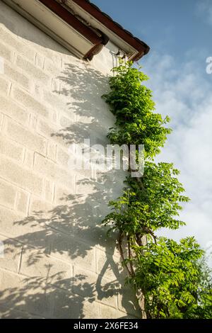 Wisteria vine framing the corner of building. Green facade with climber plants, ivy growing on wall. Stock Photo
