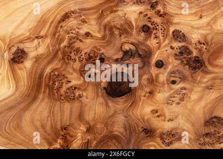 Texture of elm burl slab table top with inner knot in bizarre pattern as background Stock Photo