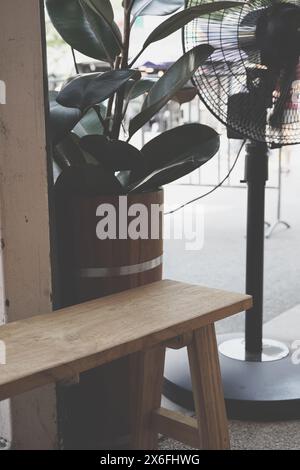 Rubber plant tree houseplant with wooden bench and fan at outdoor. Stock Photo