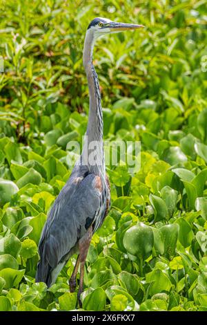Great blue heron (Ardea herodias) standing among water plants at Paynes Prairie Preserve State Park in Micanopy, Florida, near Gainesville. (USA) Stock Photo