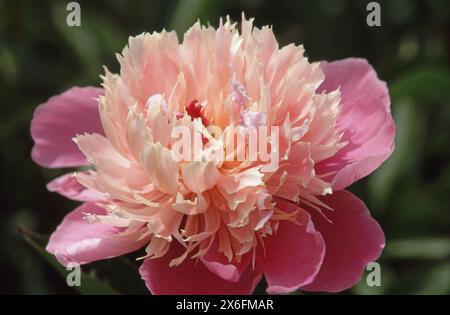 PAEONIA LACTIFLORA ' KELWAYS LOVELY Stock Photo